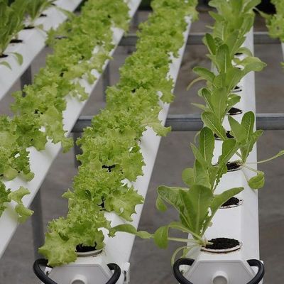 土地のない野菜生産のための米国通貨制御湿度フィルム温室