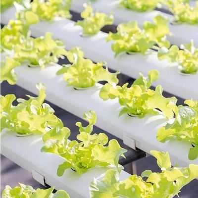 土地のない野菜生産のための米国通貨制御湿度フィルム温室