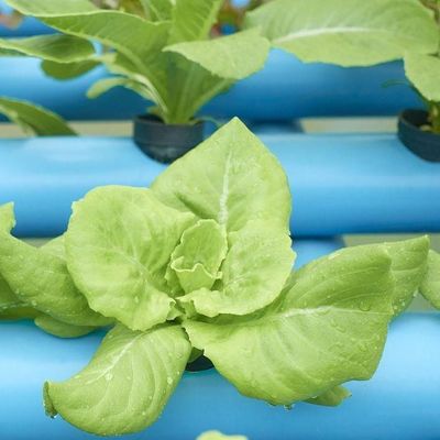 土地のない野菜生産のための米国通貨制御湿度フィルム温室
