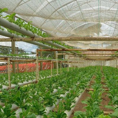 土地のない野菜生産のための米国通貨制御湿度フィルム温室