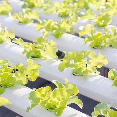 Po/PEフィルム 水育温室 野菜用 二重層
