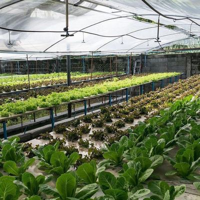 Po/PEフィルム 水育温室 野菜用 二重層