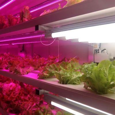 jxコンテナ温室 野菜 果物 花を栽培する垂直植物工場