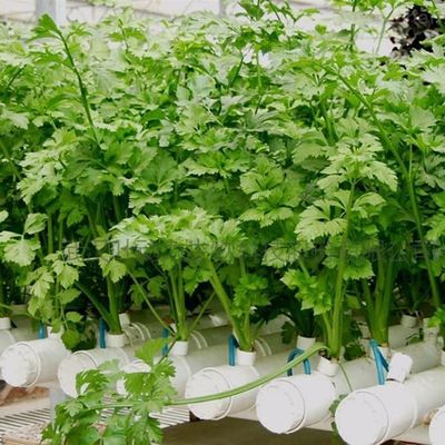 プラスチックシートカバー素材 高度な水培膜温室