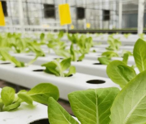 温室の湿度管理のための二層商業用フィルム温室システム