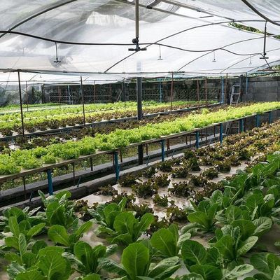 温室の湿度管理のための二層商業用フィルム温室システム