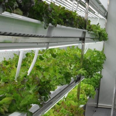 20FT 海上輸送コンテナ 農場 野菜 果物 花のための水培養用飼料コンテナ