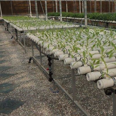 土のない技術と一時的な暖房 野菜栽培温室 2000,000kg