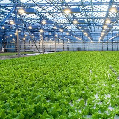 土のない技術と一時的な暖房 野菜栽培温室 2000,000kg