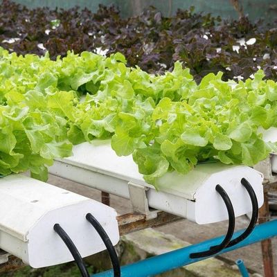 土のない技術と一時的な暖房 野菜栽培温室 2000,000kg