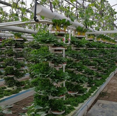 土のない技術と一時的な暖房 野菜栽培温室 2000,000kg