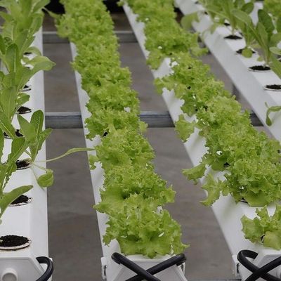 野菜のための無土培養フィルム温室設計と一時的な加熱方法