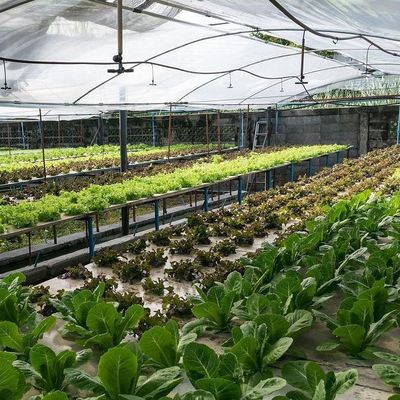 温度制御水栽培のための多スパン温室