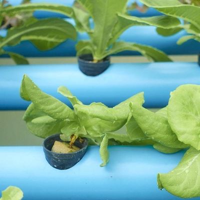 温度制御水栽培のための多スパン温室