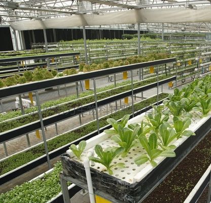 温度制御水栽培のための多スパン温室
