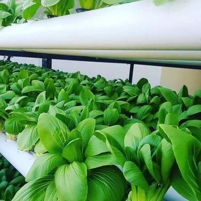 温度制御水栽培のための多スパン温室