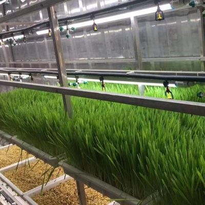 温室用水培養用飼料と野菜 果物 花 JX容器