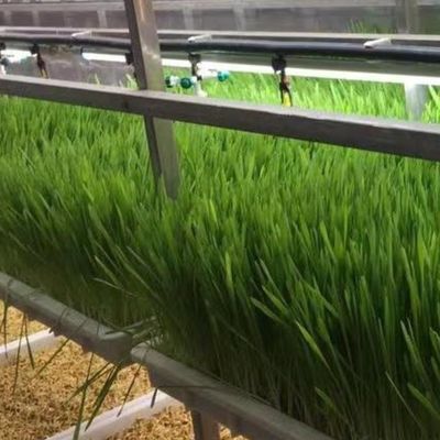 温室用水培養用飼料と野菜 果物 花 JX容器