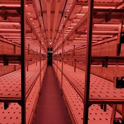Juxiang OEM 40フィートコンテナ温室と生きた野菜水栽培システム