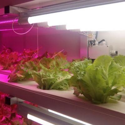 Juxiang OEM 40フィートコンテナ温室と生きた野菜水栽培システム