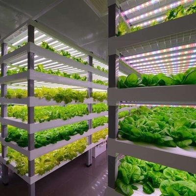 ティンジョウ・ジュキヤング 野菜 果物 花のための完全自動水栽培栽培システム