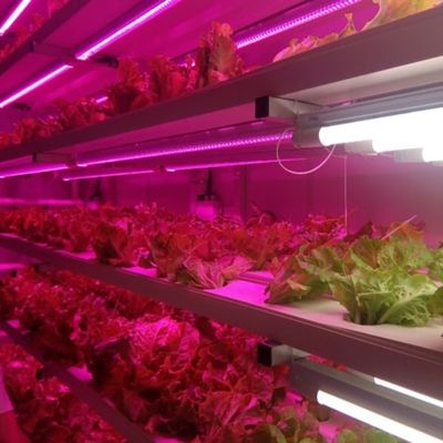 ティンジョウ・ジュキヤング 野菜 果物 花のための完全自動水栽培栽培システム