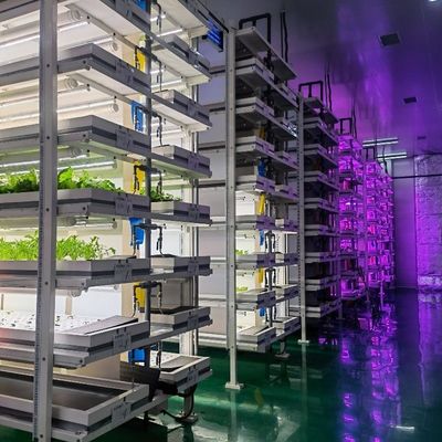 ティンジョウ・ジュキヤング 野菜 果物 花のための完全自動水栽培栽培システム