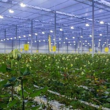 コンテナ温室用照明システム パッケージ 総重量 2000,000kg 通貨 US