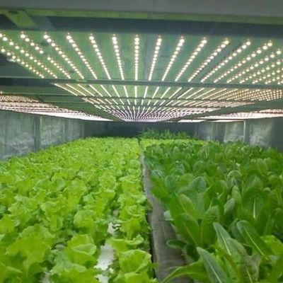 コンテナ温室用照明システム パッケージ 総重量 2000,000kg 通貨 US