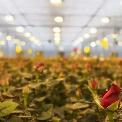 コンテナ温室用照明システム パッケージ 総重量 2000,000kg 通貨 US