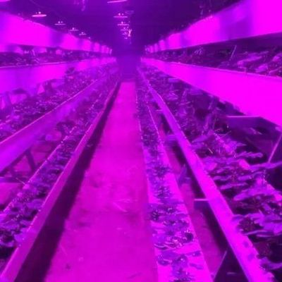 コンテナ温室用照明システム パッケージ 総重量 2000,000kg 通貨 US