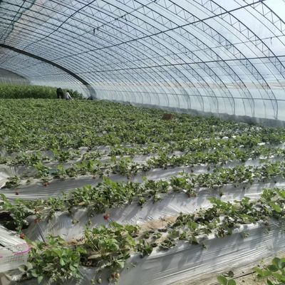 植物の最適化のための多スパン温室 滴滴灌水と日光を含む
