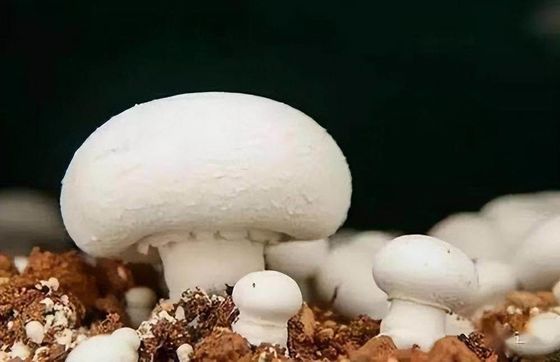 インテリジェント温度制御 鉄筋構造 葉野菜用の携帯温室