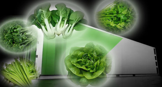 インテリジェント温度制御 鉄筋構造 葉野菜用の携帯温室