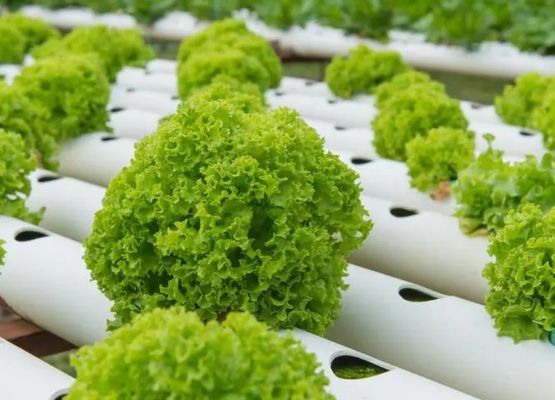鉄鋼構造 水育容器 温室 建材用 ジュキヤン 40hq