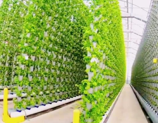 鉄鋼構造 水育容器 温室 建材用 ジュキヤン 40hq