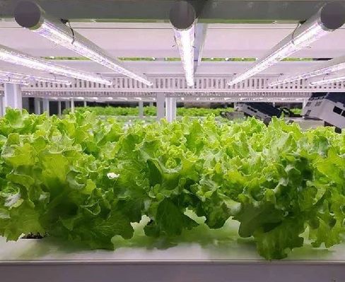 水育システムを持つ船用コンテナ温室の形状の屋根