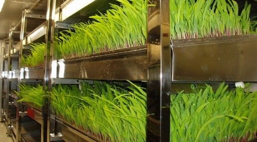 葉野菜の栽培のためのコンテナハウス 双層と形状の屋根の性能