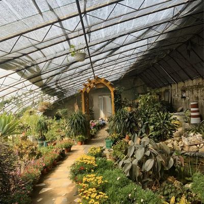 パッケージ総重量100,000kg フィルムカバー付き水栽培ストロベリー花温室