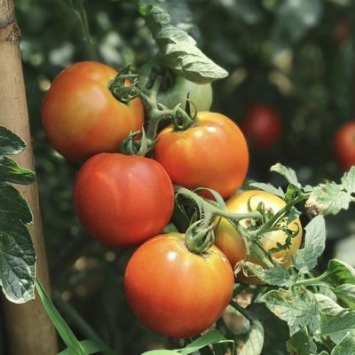 水産物と野菜栽培システムのためのアーチドック水産温室