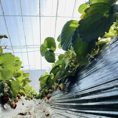 太陽光とスプレー灌輸で成長を最適化する 花植え温室