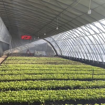 太陽光とスプレー灌輸で成長を最適化する 花植え温室