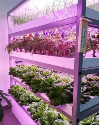 形状の屋根とカスタマイズオプションの葉野菜輸送コンテナガーデン