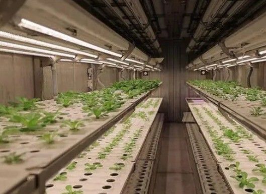 形状の屋根とカスタマイズオプションの葉野菜輸送コンテナガーデン