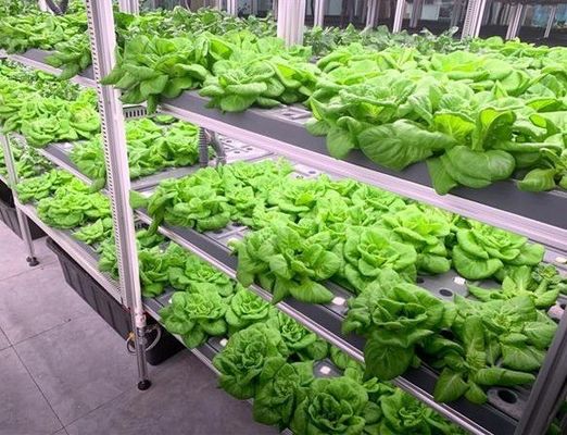 形状の屋根とカスタマイズオプションの葉野菜輸送コンテナガーデン