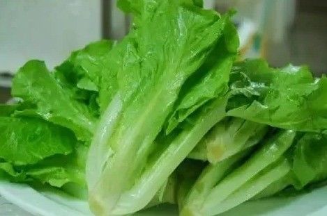 葉野菜栽培のためのコンテナハウス 水栽培栽培技術