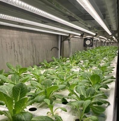 葉野菜栽培のためのコンテナハウス 水栽培栽培技術