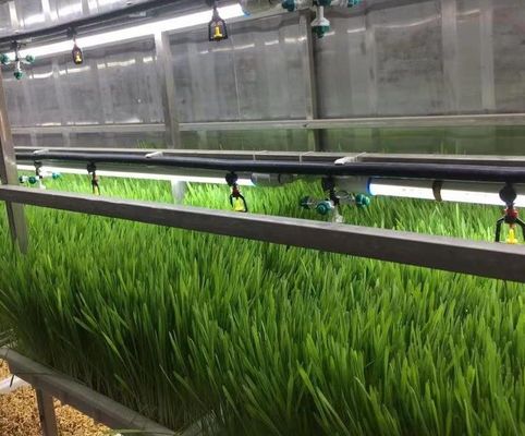 葉野菜栽培のためのコンテナハウス 水栽培栽培技術