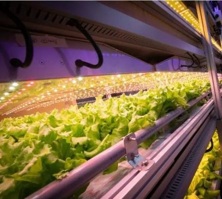 葉野菜栽培のためのコンテナハウス 水栽培栽培技術