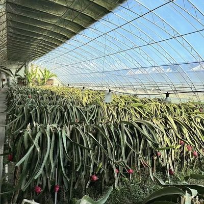 初期支払い 太陽光による花や野菜の生産のための商業温室